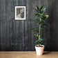Print in a room — preview