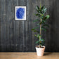 Cloud Kissing — Framed Fine Art Print
