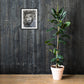 Longing — Framed Fine Art Print